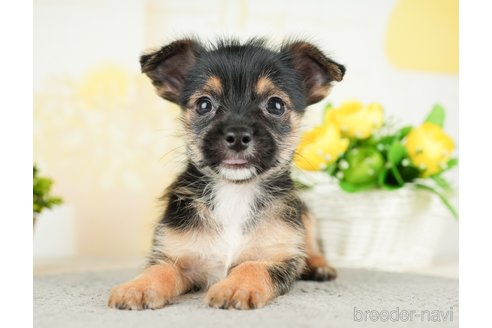 成約済の茨城県のミックス犬-283245の4枚目